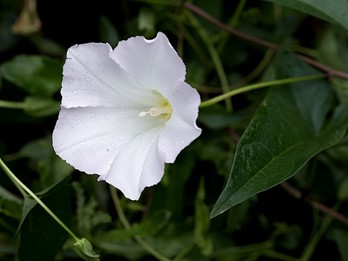 Calystegia sepium